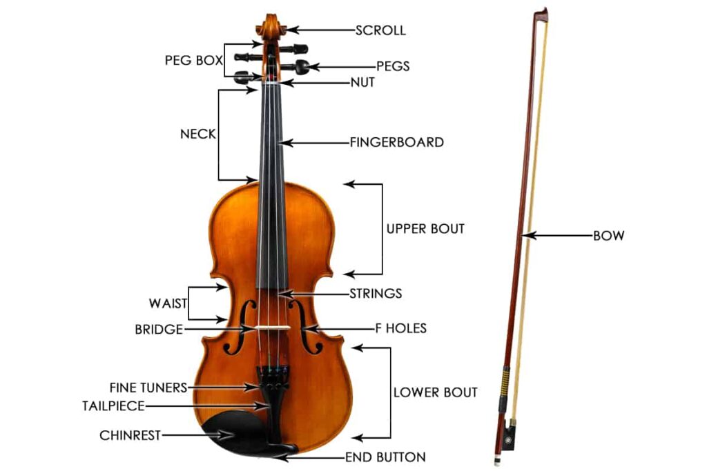 anatomía del violín